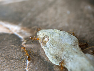 Dead lizard carcass being eaten by ants on floor, Macro Wildlife and Insect Behavior. 