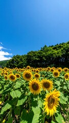 Sunflowers in a field under a vibrant blue sky