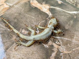 Dead lizard carcass being eaten by ants on floor, Macro Wildlife and Insect Behavior. 