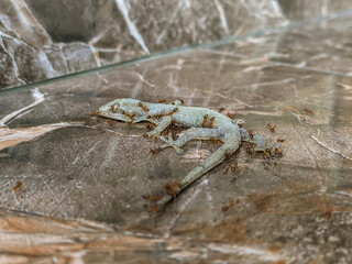 Dead lizard carcass being eaten by ants on floor, Macro Wildlife and Insect Behavior. 