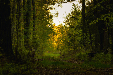sunlight in the forest