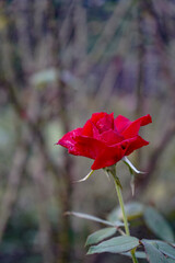 The Red Rose shinning with bloody red.