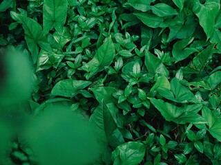 green leaves background