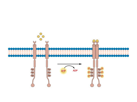 Tyrosine kinase receptor, RTK. Dimerization, phosphorylation, activation. Cell membrane receptors for ligands as growth factors and cytokines. Insulin receptor. Vector illustration.	