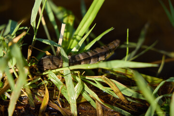 CloseUp Image of a Beautiful Caterpillar on Green Grass Within Its Natural Habitat