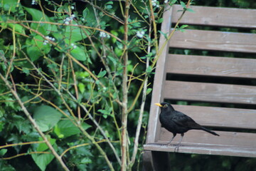 Common blackbird Turdus merula in the wild. Blackbird sitting on a wooden bench in garden and...