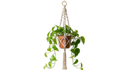 Golden pothos plant in a macrame hanger isolated on transparent background, perfect for adding a touch of nature and bohemian style to your home decor with its lush green leaves
