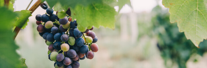 Ripening grape bunch on a vine in a vineyard. Organic agriculture and winemaking concept. Natural background for food industry.