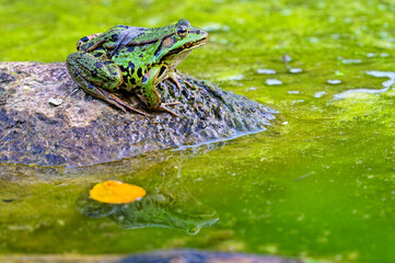 Green frog with black spots and yellow eyes on stone by water