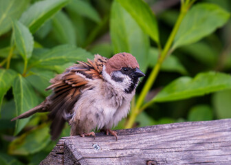 house sparrow passer domesticus