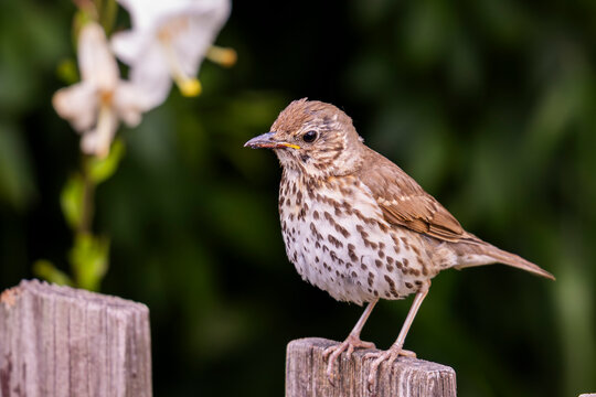 Drozd śpiewak. Song thrush. (Turdus philomelos)