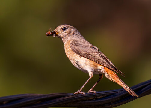 A bird with food in its beak. Pleszka
(Phoenicurus phoenicurus)