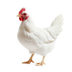 Fototapeta premium Domestic White Chicken Standing Isolated PNG