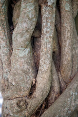 trunk of tree