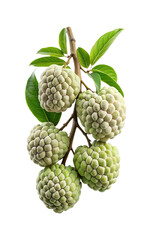 Obraz premium Ripe Sugar Apples on a Branch with Green Leaves against White Background