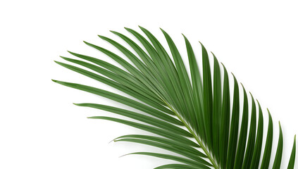 Fototapeta premium green palm frond isolated on white background in symmetrical botanical composition
