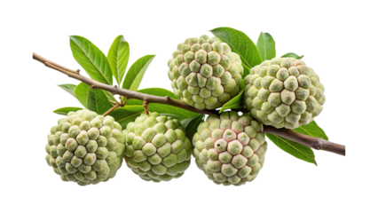 Cluster of Fresh and Juicy Custard Apples on a Branch with Green Leaves
