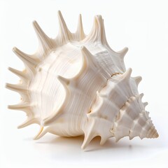Fototapeta premium Intricate seashell with spiky protrusions, a captivating marine specimen on white background