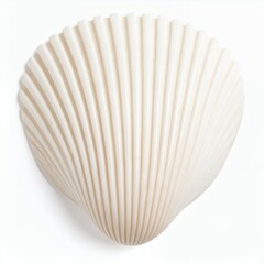 Elegant seashell rendering showcasing textured curves and ridges design aesthetic on white background