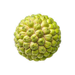 Fototapeta premium Detailed close up of an unripe Sugar Apple fruit in full view