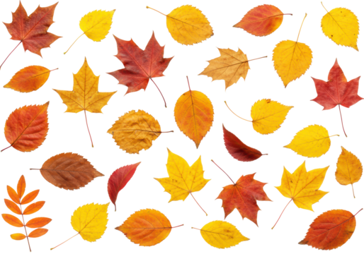 Autumn leaf collection natural environment seasonal color palette top-down nature's art isolated PNG