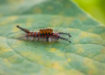 Znamionówka starka (Orgyia antiqua)