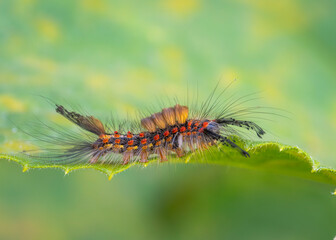 Znamionówka starka (Orgyia antiqua)