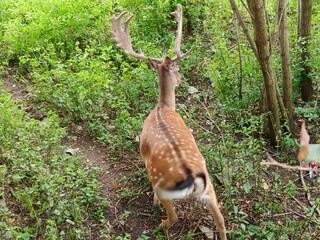 deer in the woods