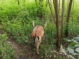 deer in the park