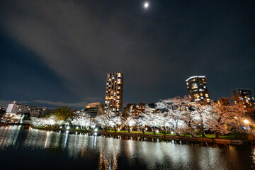 上野恩賜公園の夜桜