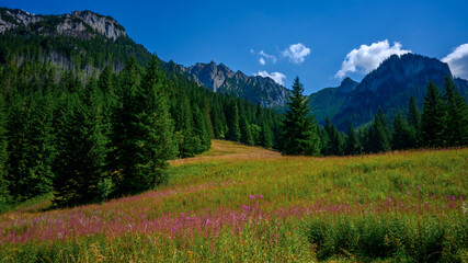 mountain landscape in the summer