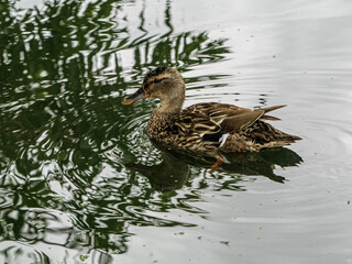 duck on the lake