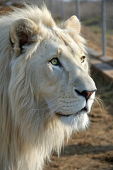 Naklejka premium Closeup portrait of a majestic white lion with green eyes