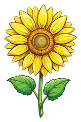 sunflower isolated on white