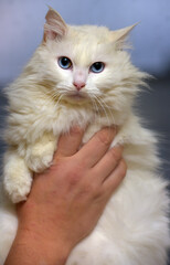 A close-up of a fluffy white cat with long fur and expressive blue eyes.  
