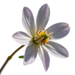 Obraz premium Delicate White Flower with Yellow Center on Clear Backdrop