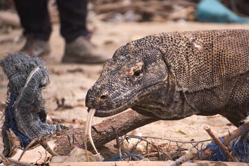 Komodo Dragon in Komodo National Park, Indonesia