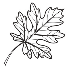 vector leaf silhouette