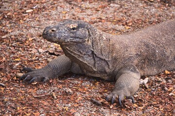 Obraz premium Komodo Dragon in Komodo National Park, Indonesia