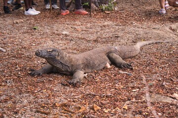 Komodo Dragon in Komodo National Park, Indonesia