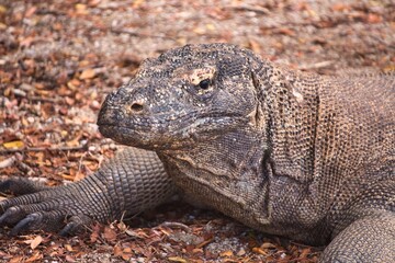 Komodo Dragon in Komodo National Park, Indonesia