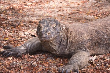 Obraz premium Komodo Dragon in Komodo National Park, Indonesia