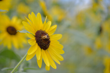 Bee Collecting Nectar from Sunflower