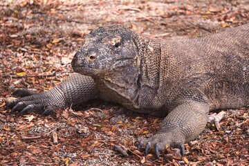 Fototapeta premium Komodo Dragon in Komodo National Park, Indonesia