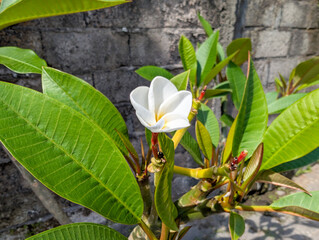 White frangipani flower in a garden near a wall