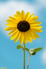 Sunflower with Bee in Summer
