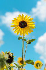 Summer Nature Scene: Bee and Sunflower in Bloom