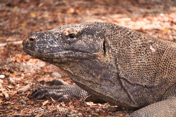 Komodo Dragon in Komodo National Park, Indonesia