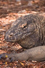 Komodo Dragon in Komodo National Park, Indonesia