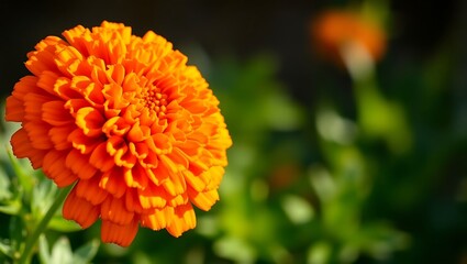 orange flower in the garden